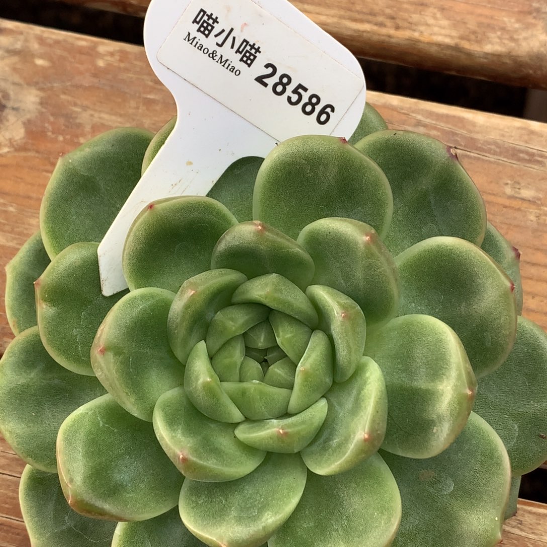 ****慈多肉植物杂交珍妮