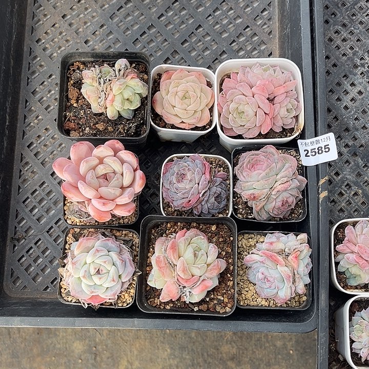 阿雅园艺。   2585