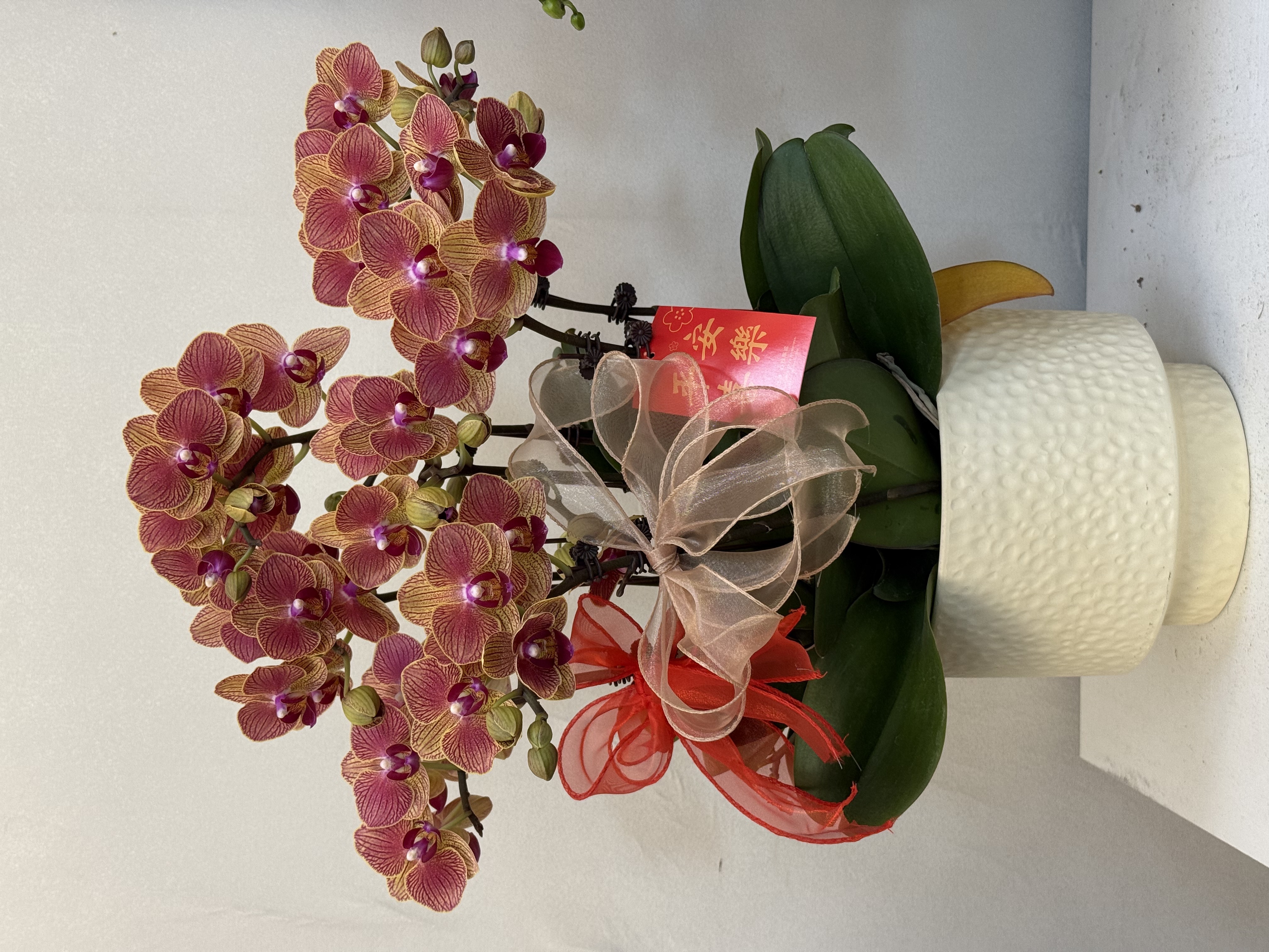  蝴蝶兰【金元宝】真花 秋冬耐寒花卉 四季开花 多样性发货