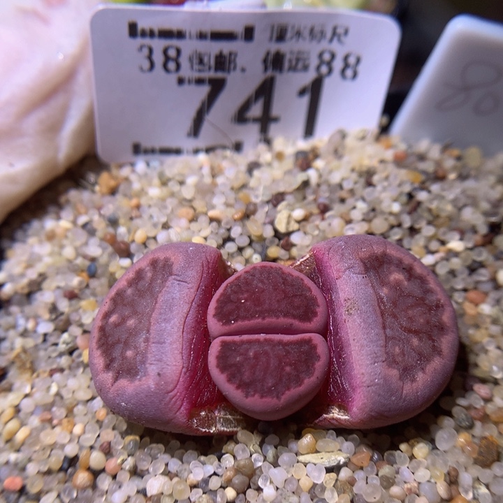 Sss精品生石花741紫菊