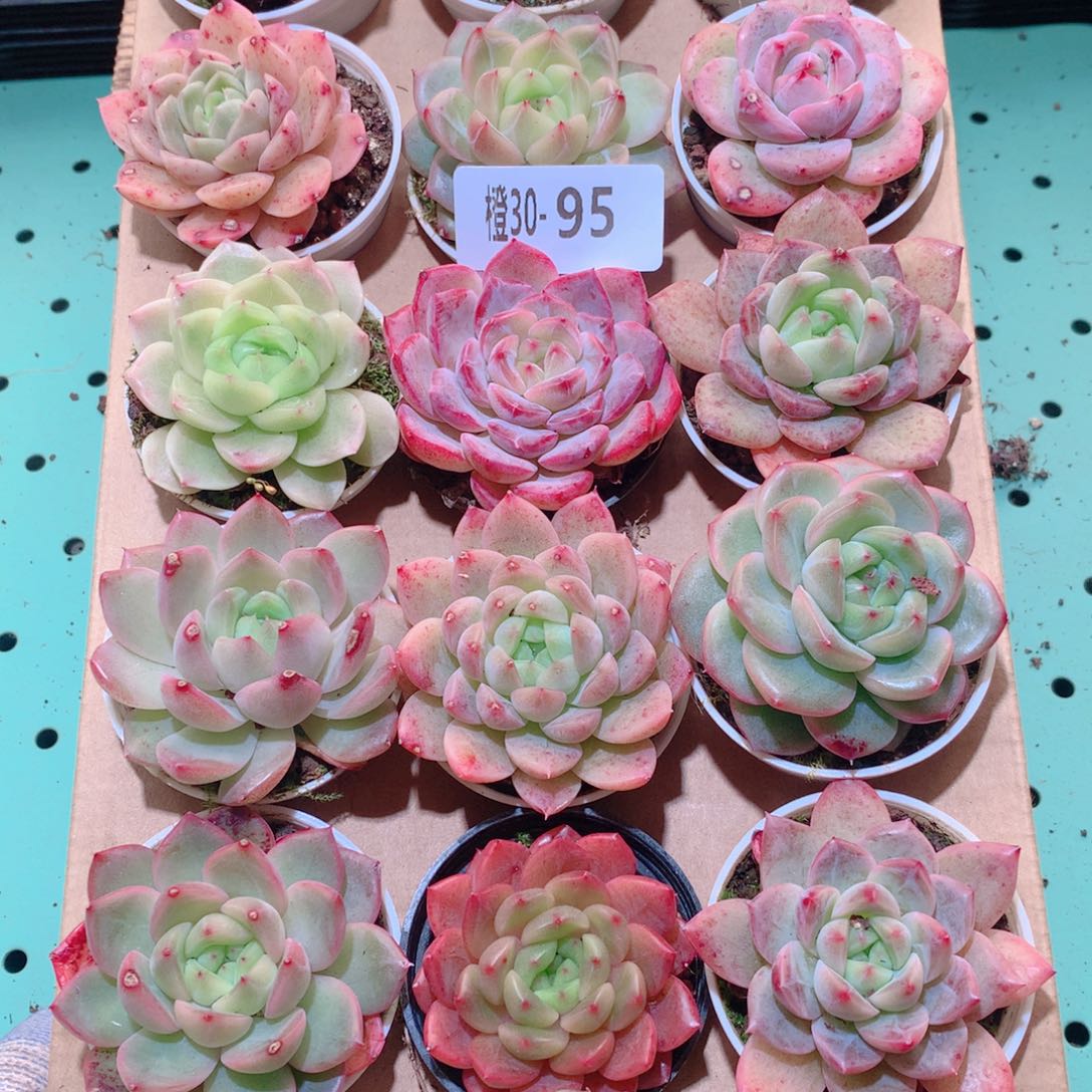 30-95一物一拍多肉带盆18颗
