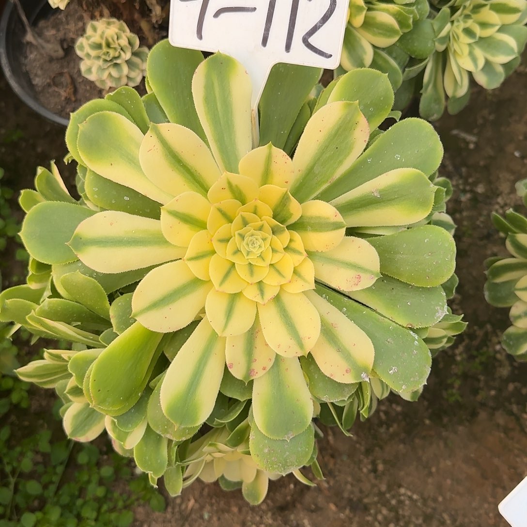 4-112新尼亚多肉法师多肉