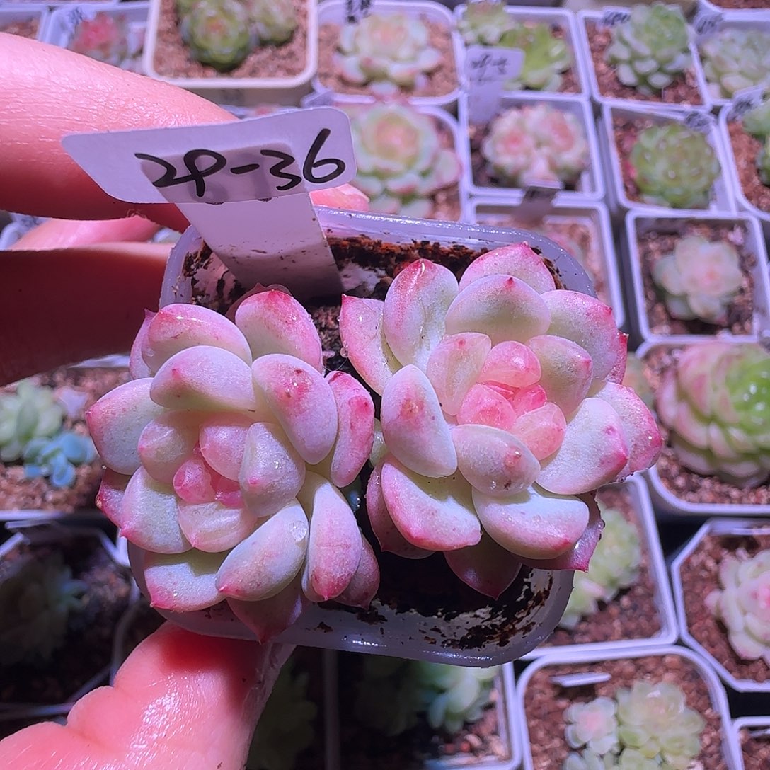 29-36福利甜心t69双头