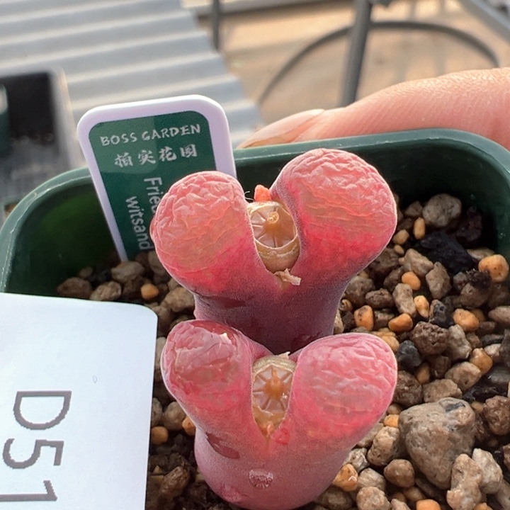 510。青蛙5年流沙子大母本。  流量密码平替