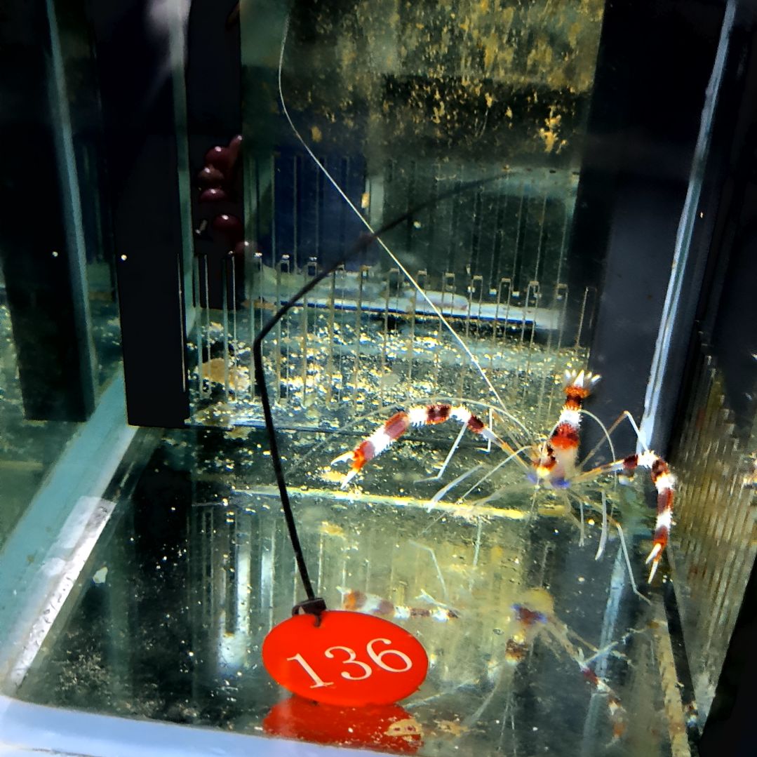 海水鱼美人虾124-136