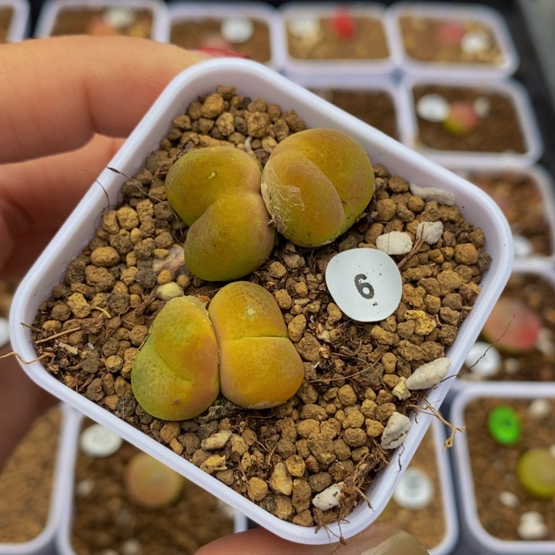 双头两颗（瑕疵）多肉植物