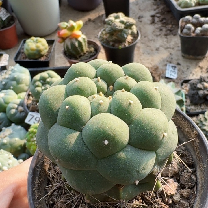 精选好大尤仙仙人球0775