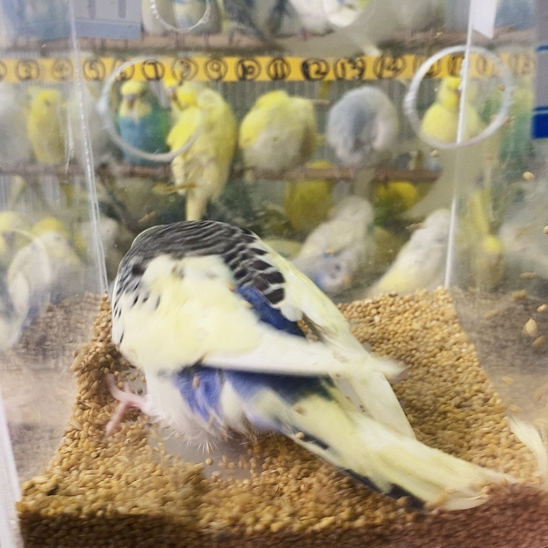 虎皮鹦鹉金彩一只