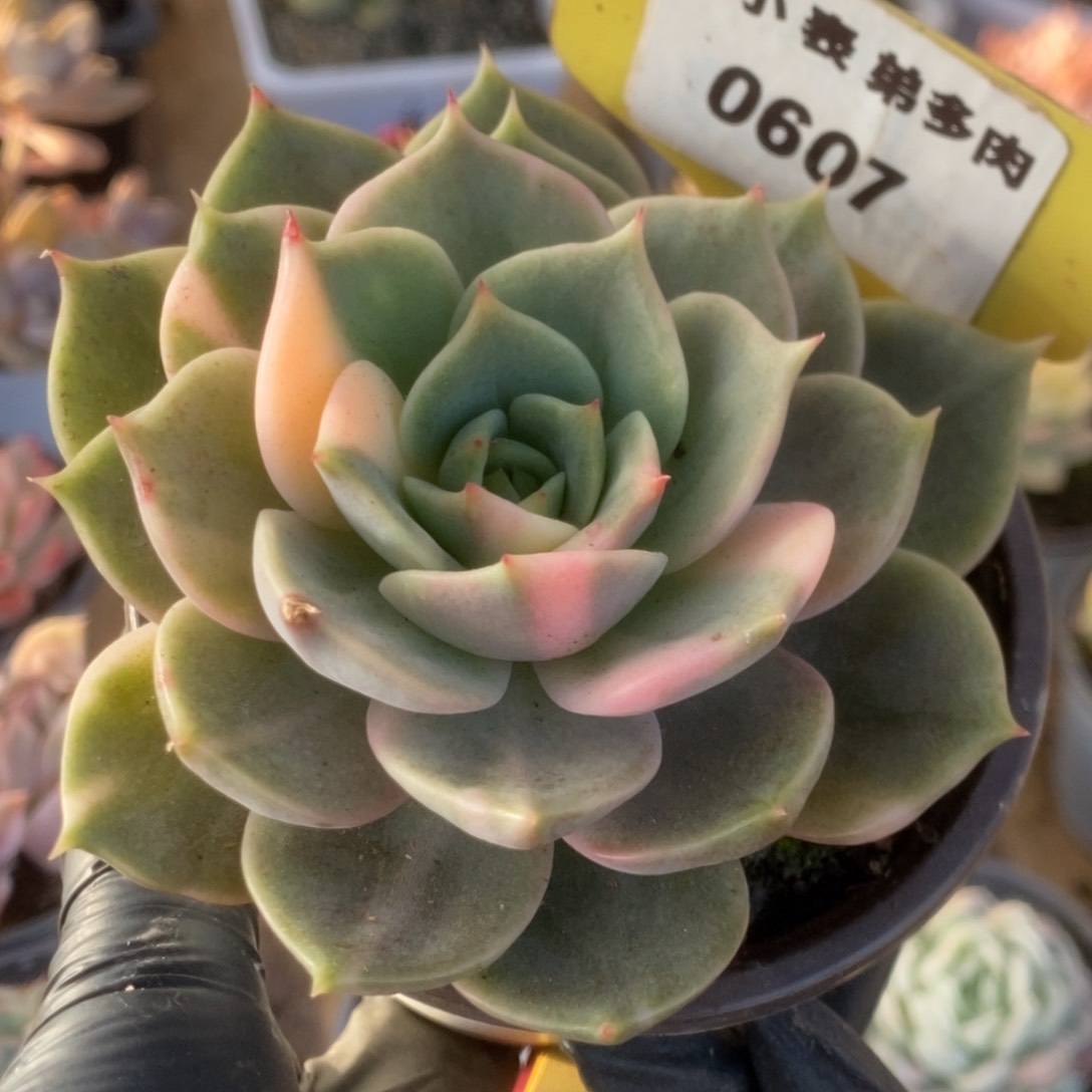 607贝加尔湖锦锦锦锦锦