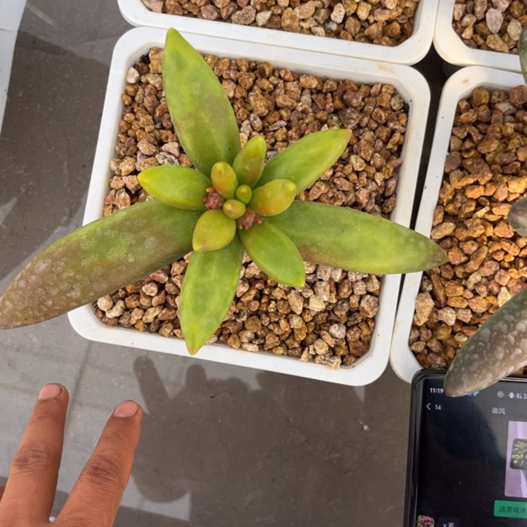 x多肉植物单头963