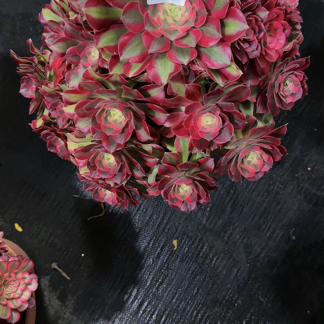 用****人625多肉植物法师