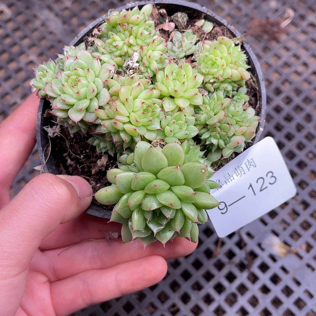 多肉一物一拍9-123