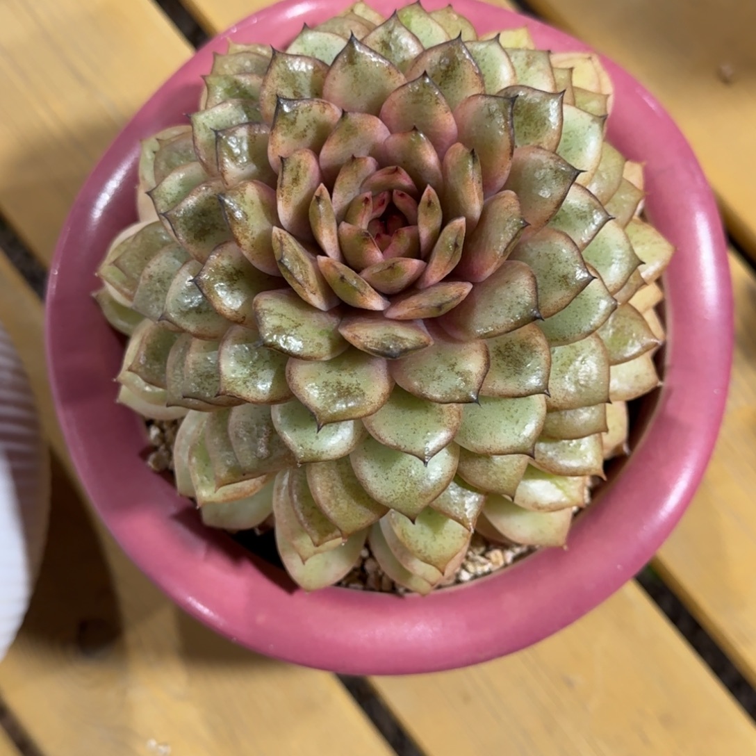 黑水晶锦多肉植物链接