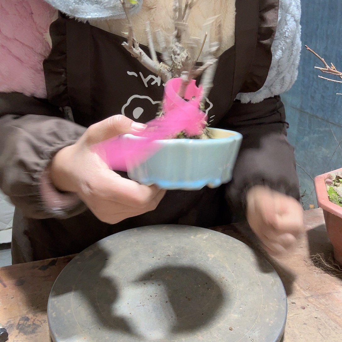 浅***璃无花朵原生贴梗海棠