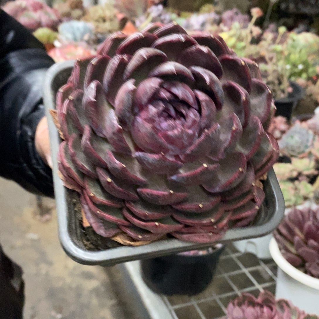 溜溜球大单头老桩