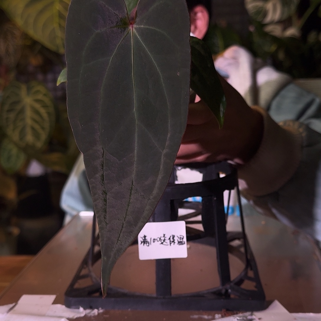 不开花植物E95papilegend杂波特