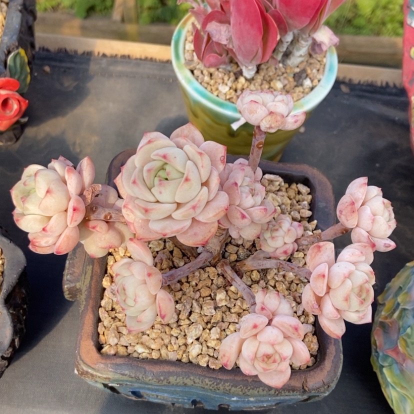 【闪购商品】香草群