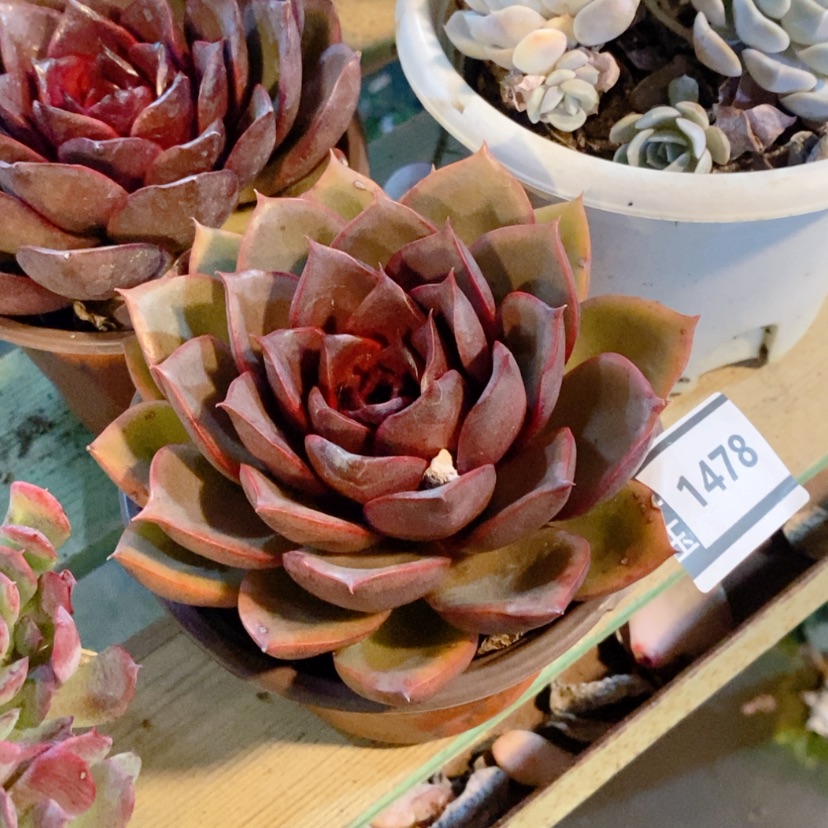 【闪购商品】红灯1478