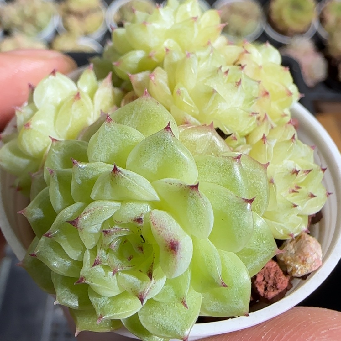 1110-----552麦秆群