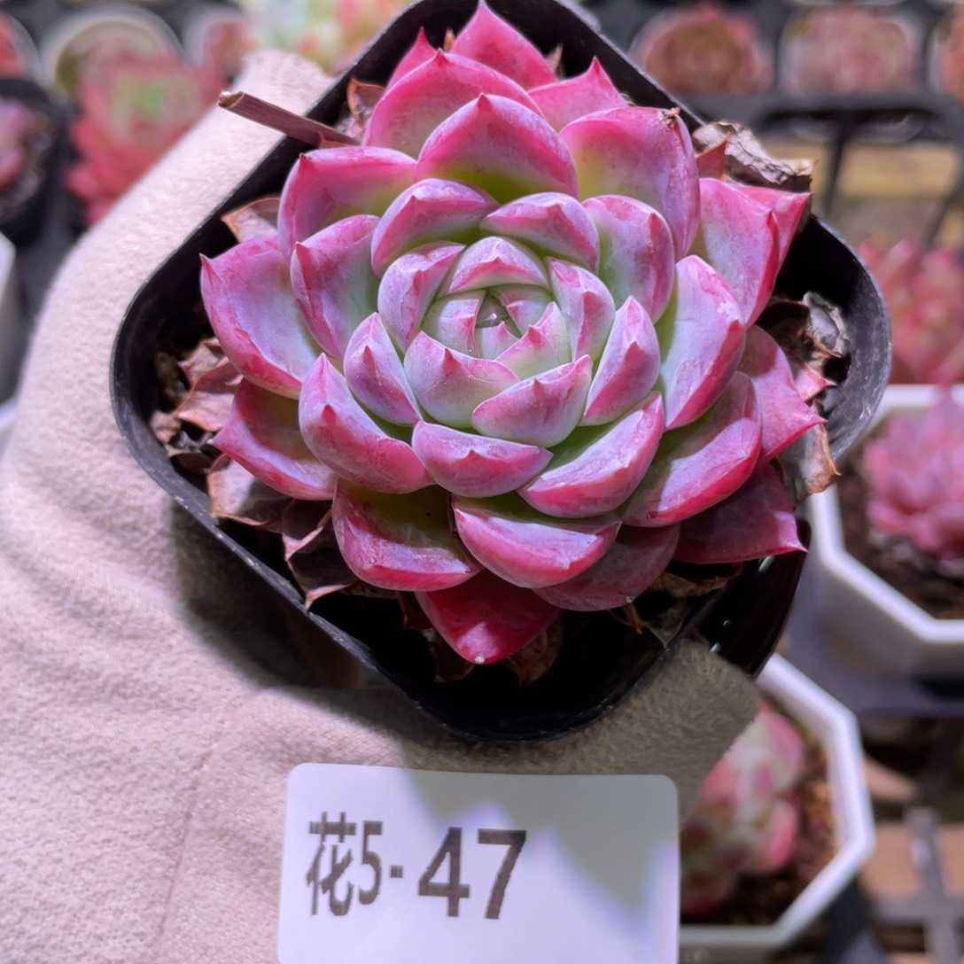 花利美5-47孤星单头