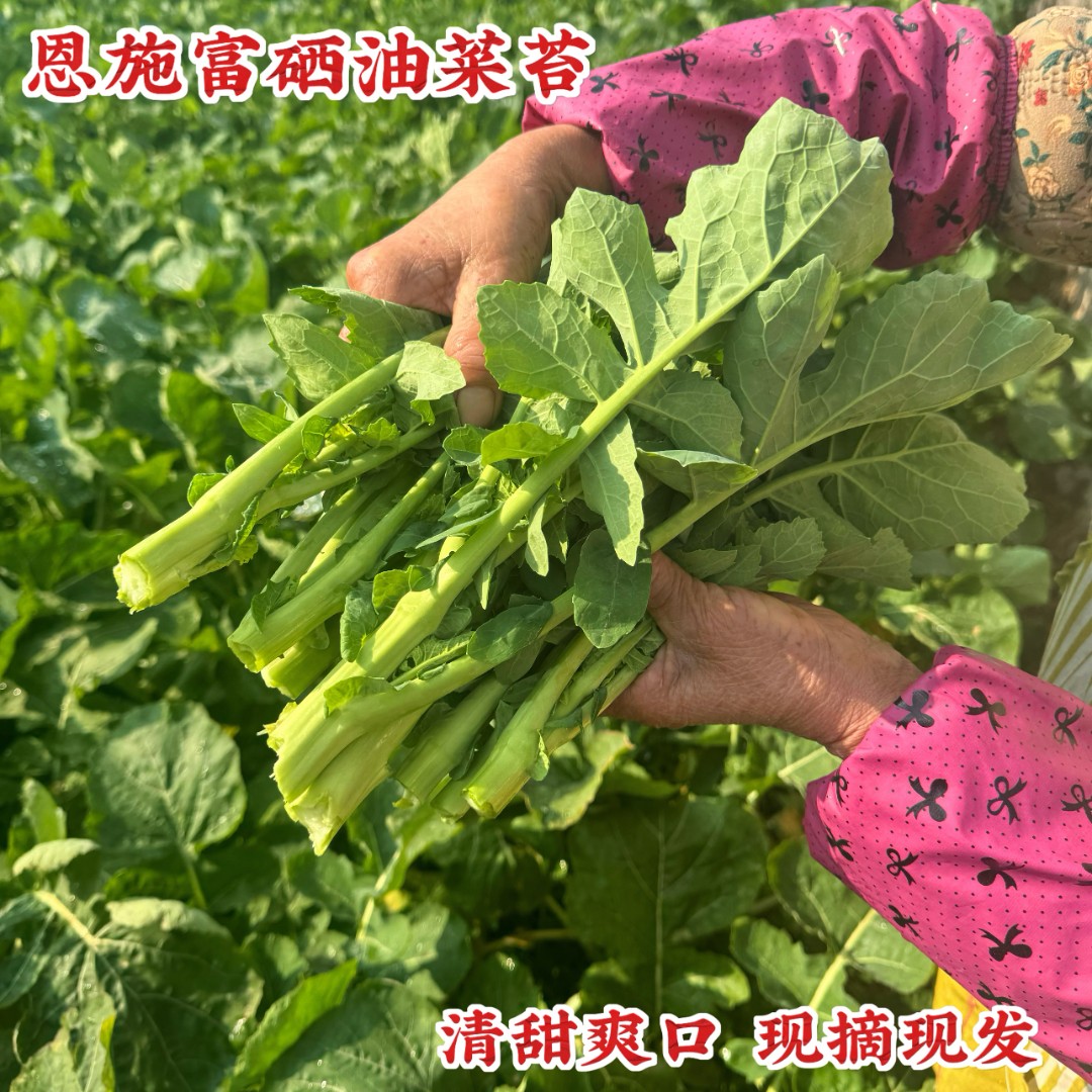 湖北恩施露天富硒油菜苔新鲜应季现摘现发香甜可口清炒凉拌煮火锅