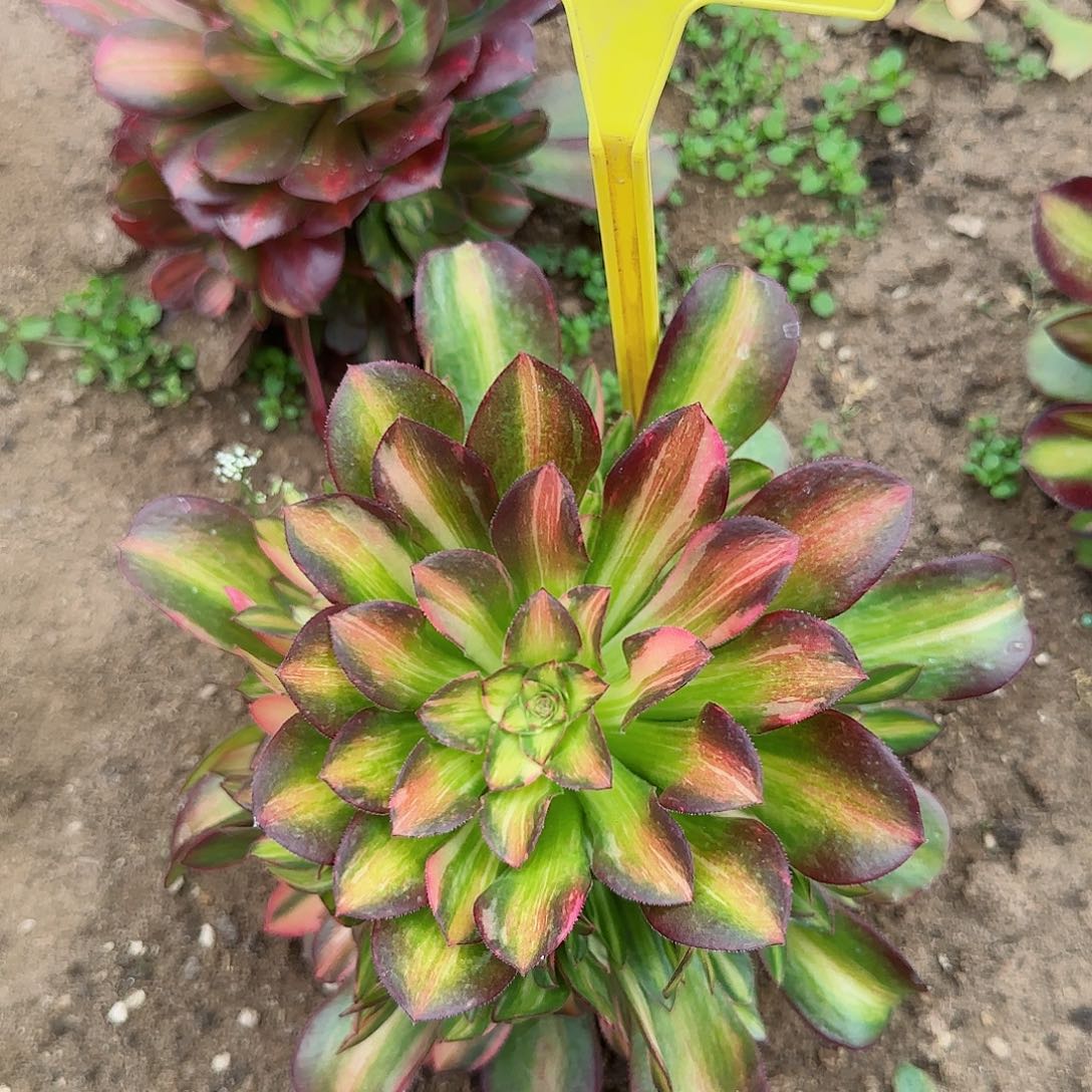 1177---1多头多肉植物流星雨