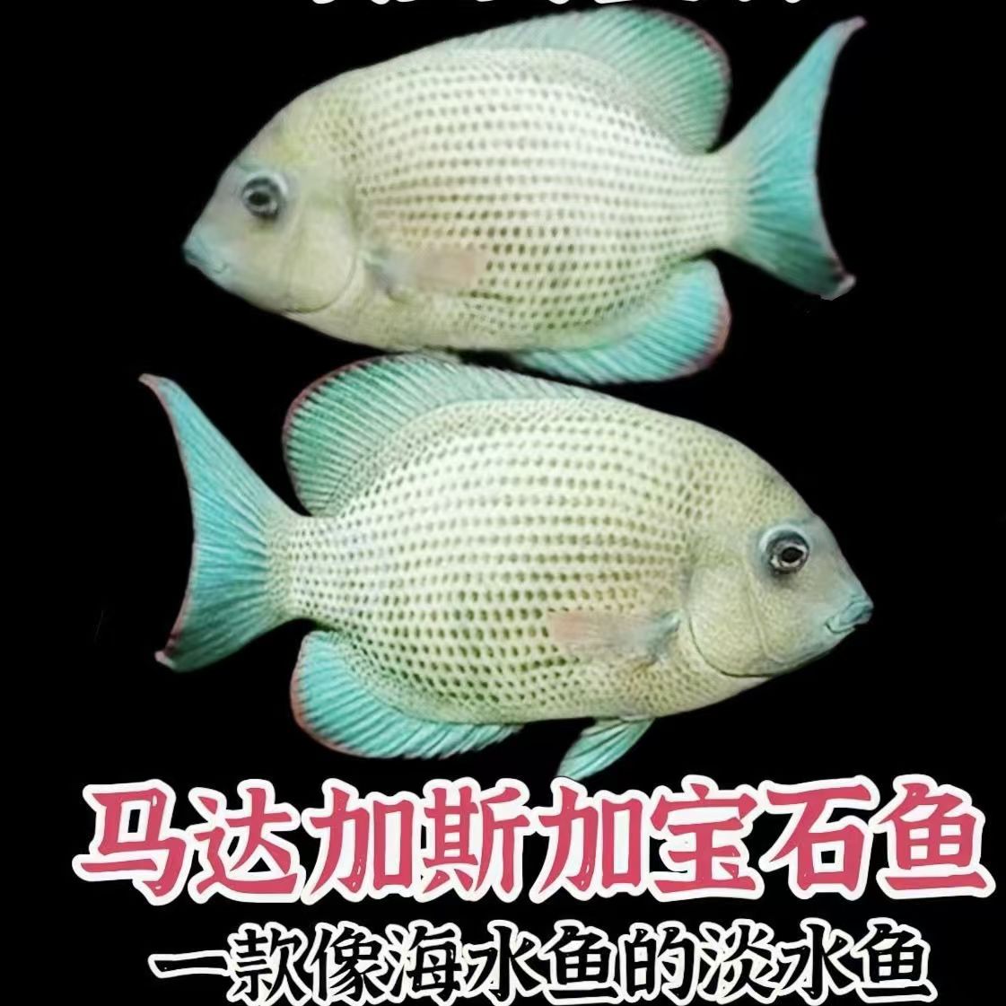 马拉莫宝石鱼慈鲷热带观赏鱼淡水好饲养适合新手
