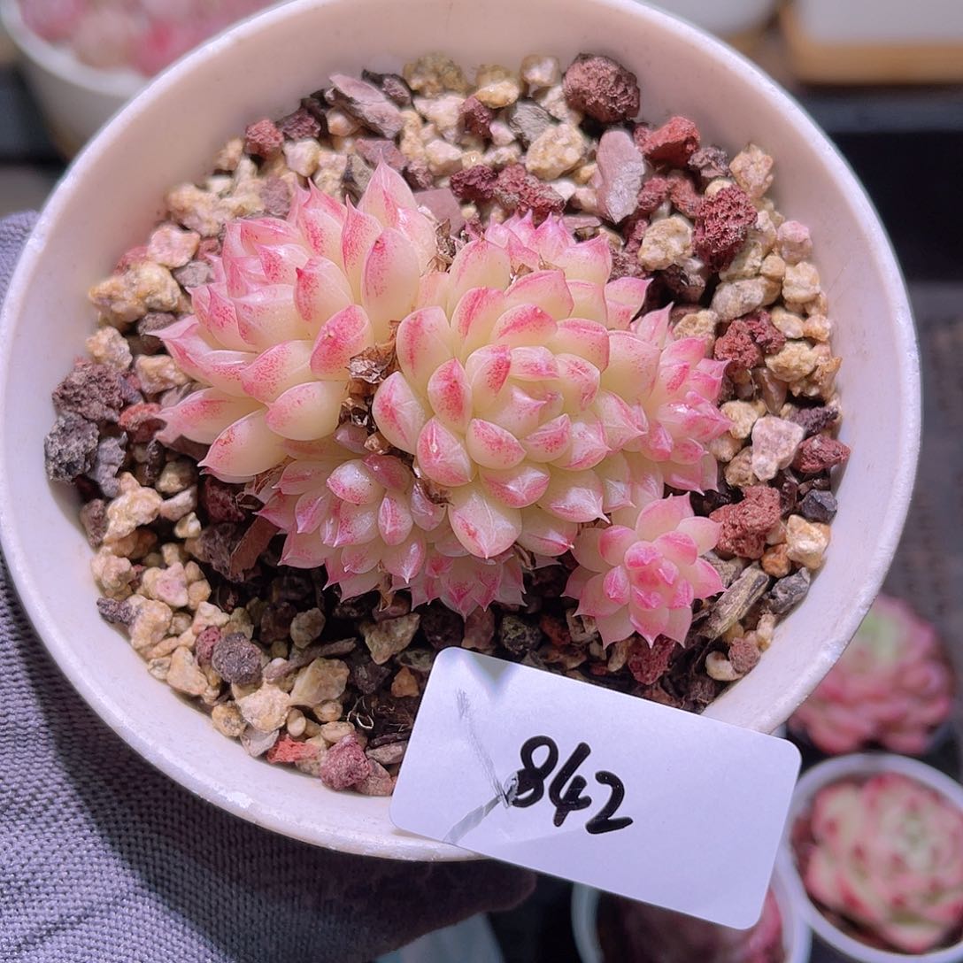 花22-842女王群生