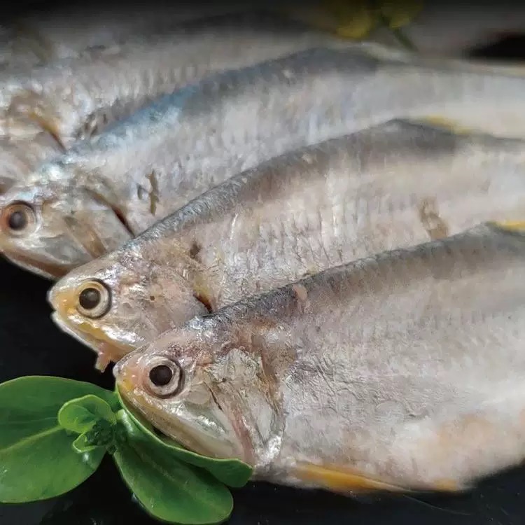 大连海捕油扣鱼黄鲫鱼马口鱼4斤有毛刺易破肚 冷冻发货 介意勿拍