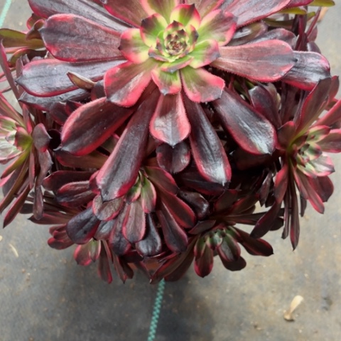 多肉植物火烧云锦。