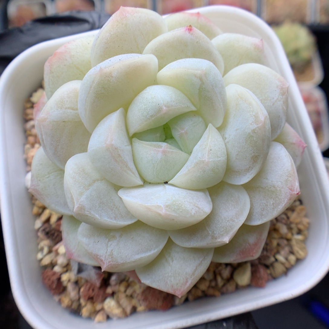 多肉植物。 糖心17