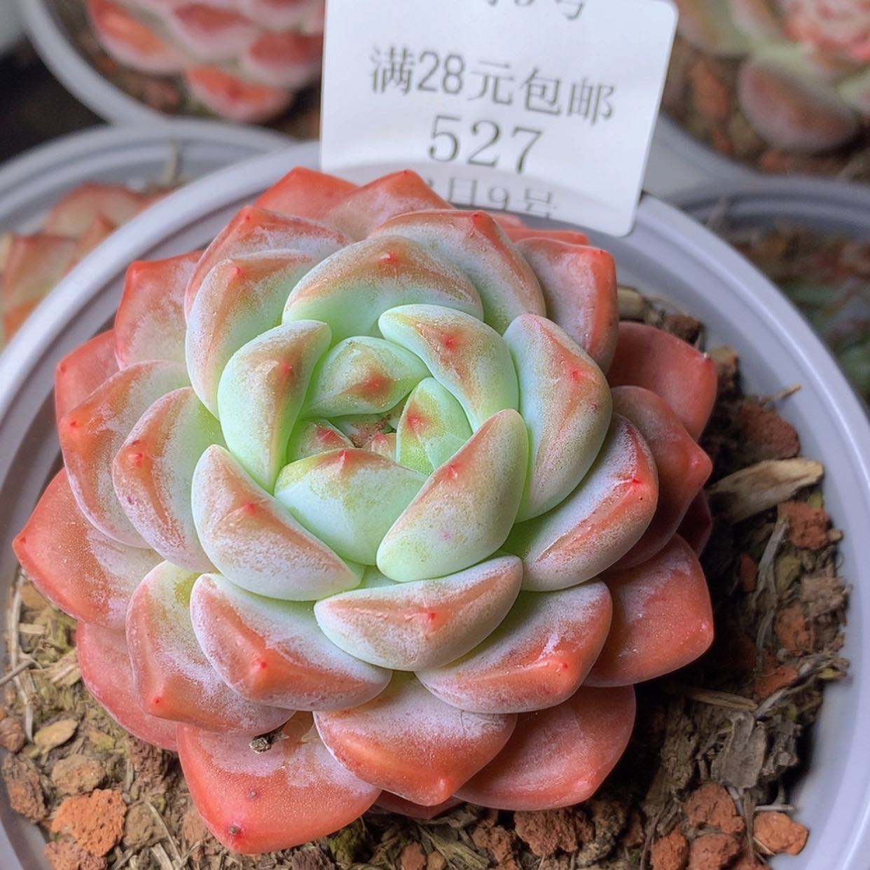 【闪购商品】云527号