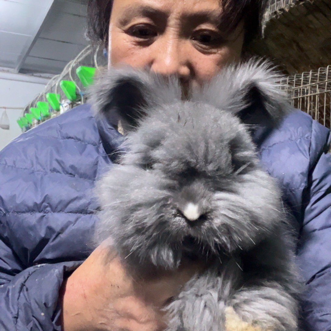 英系安哥拉宠物兔