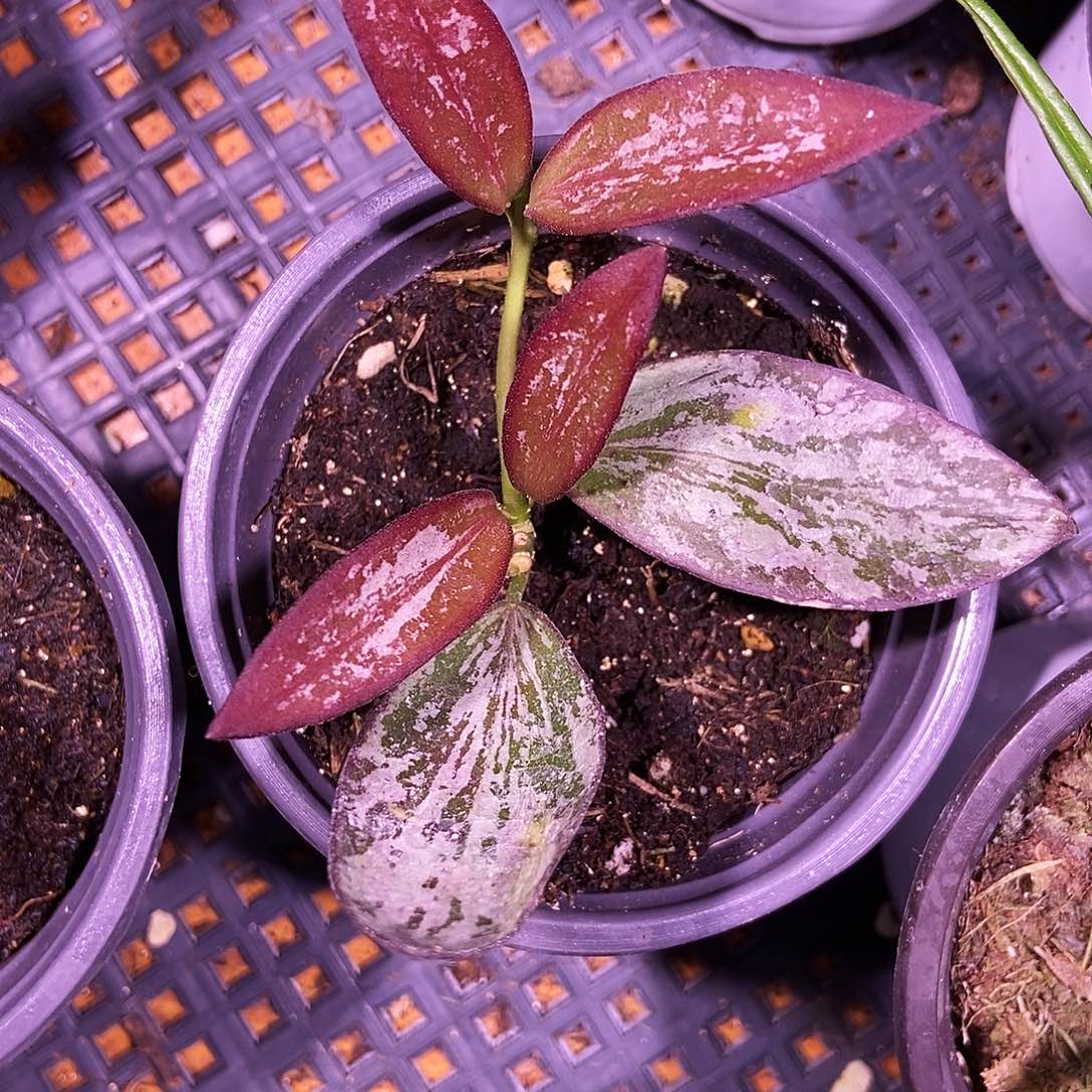 完全开放科琳娜球兰299