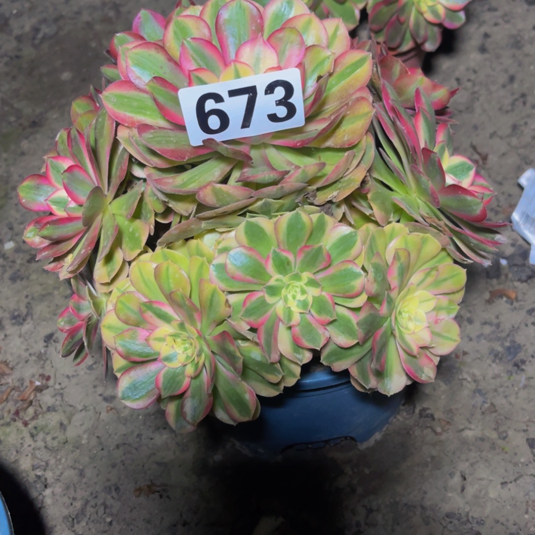 火龙果法师16///36包邮