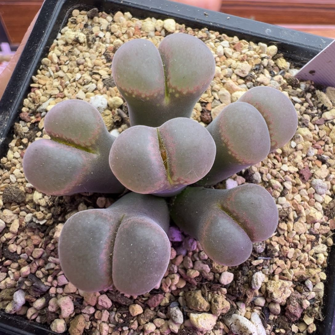 98号手捧花福利特。。。。。