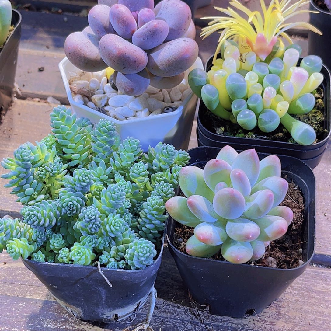 桃美人 五十铃。姬美人。苹果奶