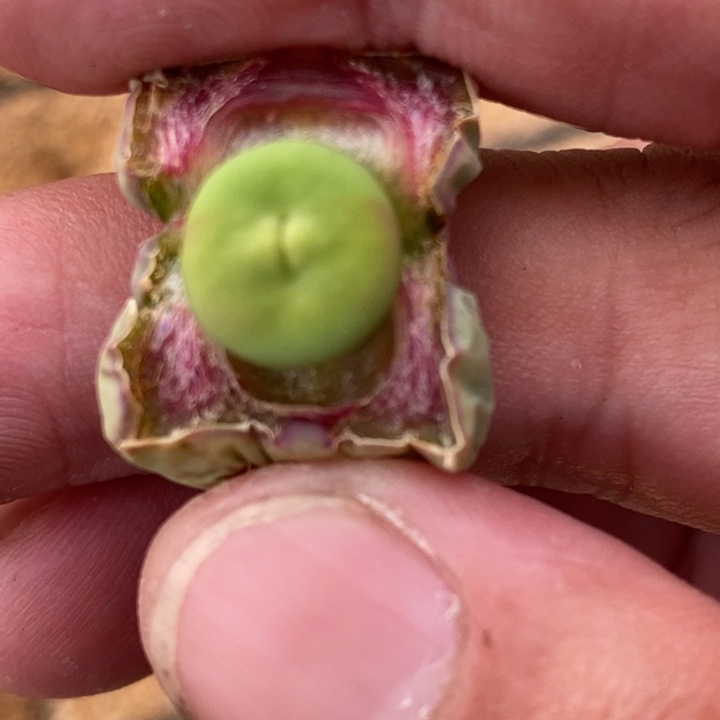 1160嘟嘟嘴一颗一颗