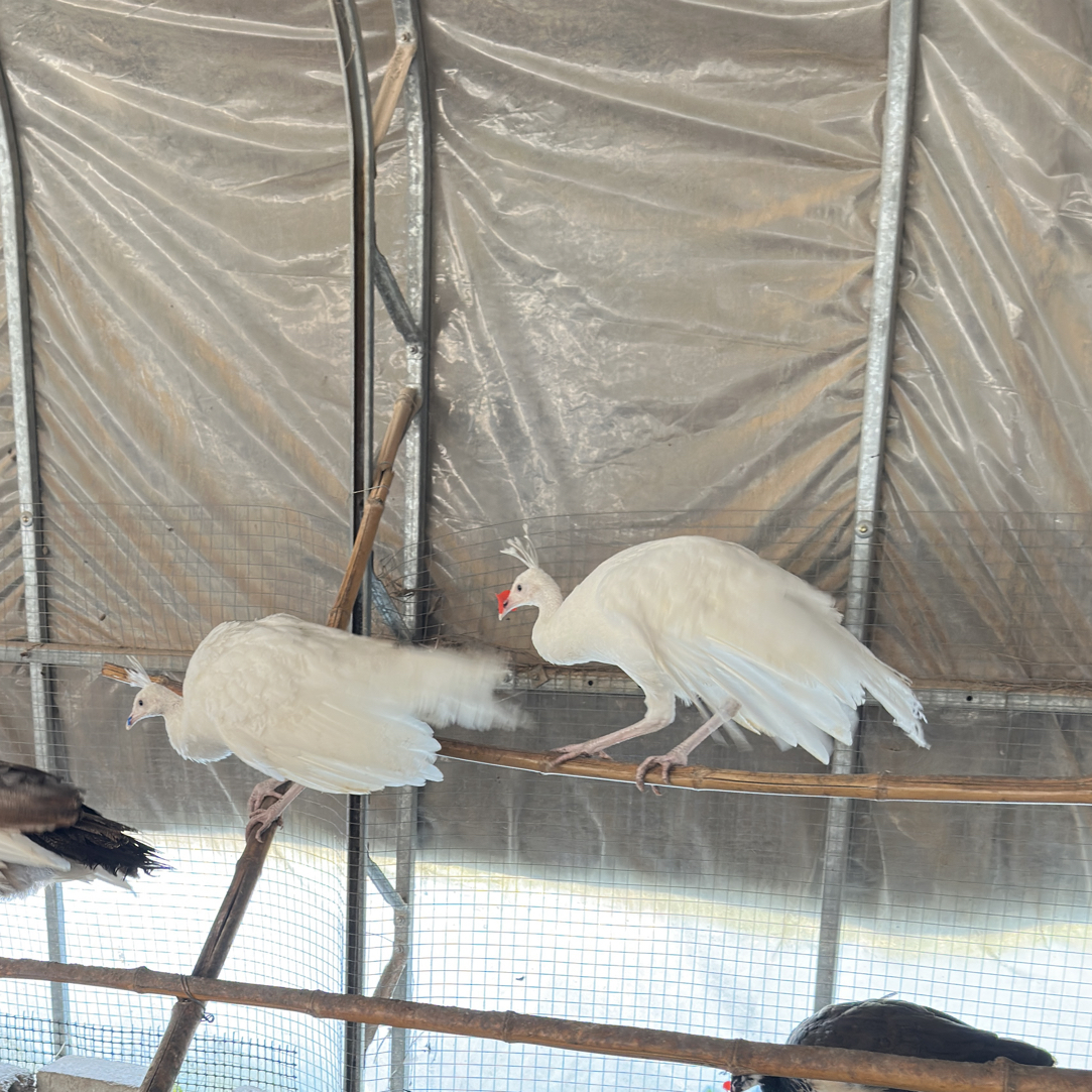 宠物观赏鸡白 雀京东包邮