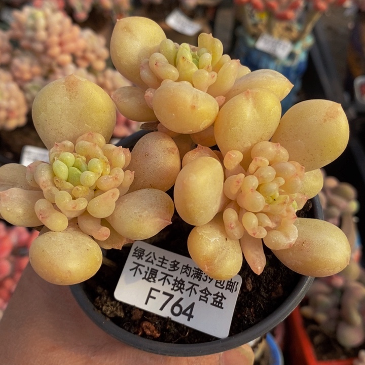 比尔盖茨9cm764多肉植物