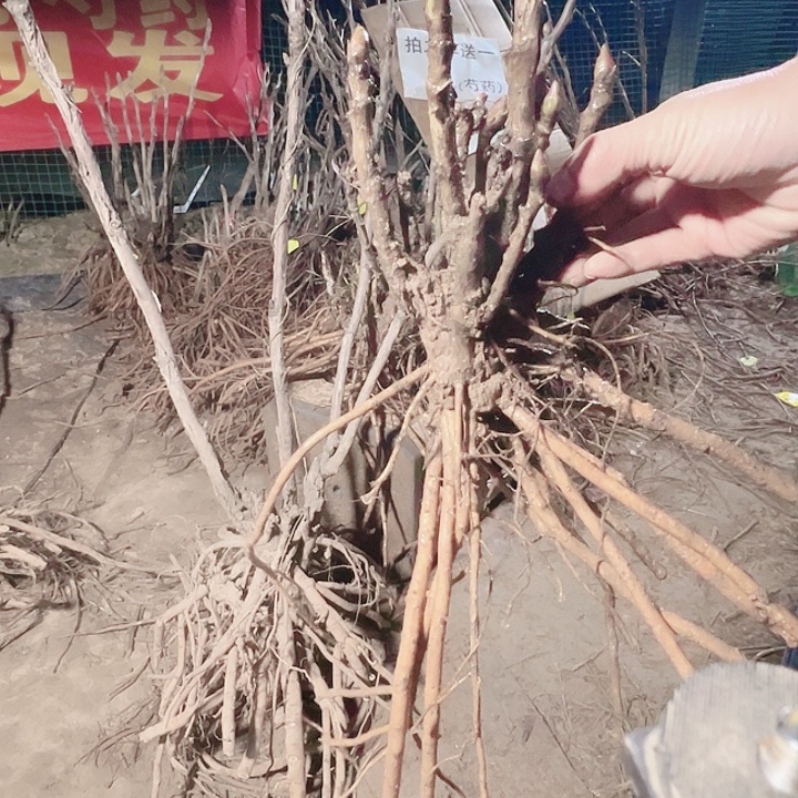 当前无花栽培后可以开花鲁河红