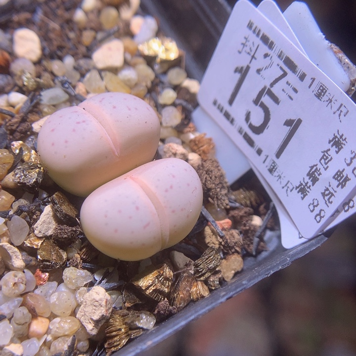 精品生石花27.151