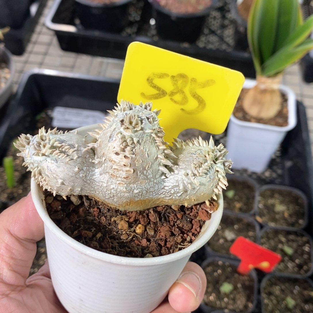 惠比须笑多肉植物