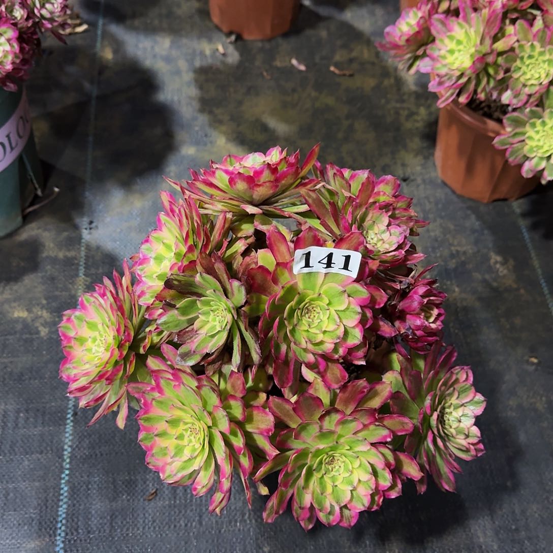 141莫琪丛林多肉植物