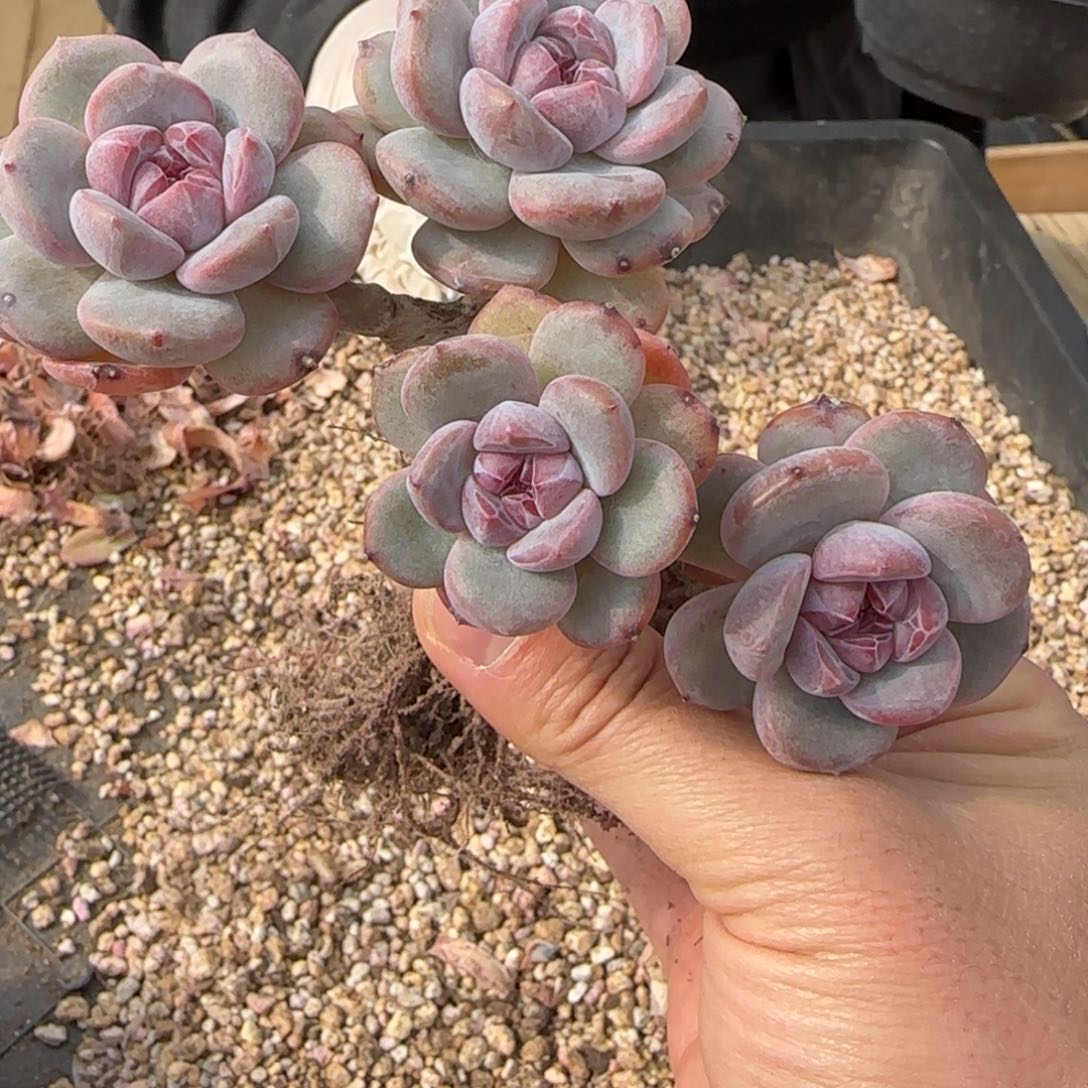 突尼斯发货多肉星影有砍