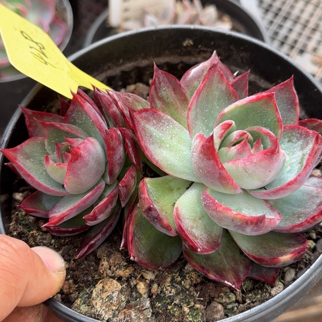 惊鸿一物一拍包装收缩花旱428