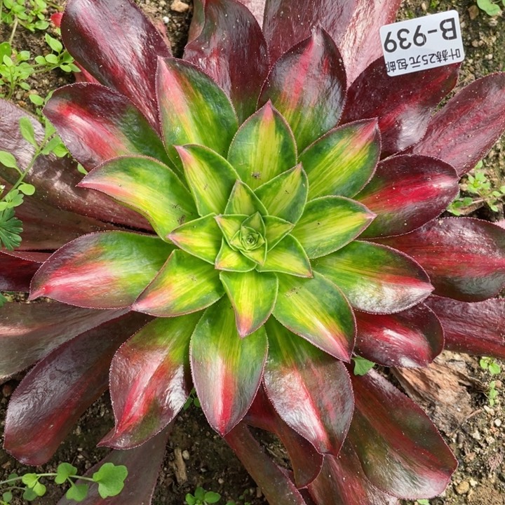 939魅影中班多肉12345678