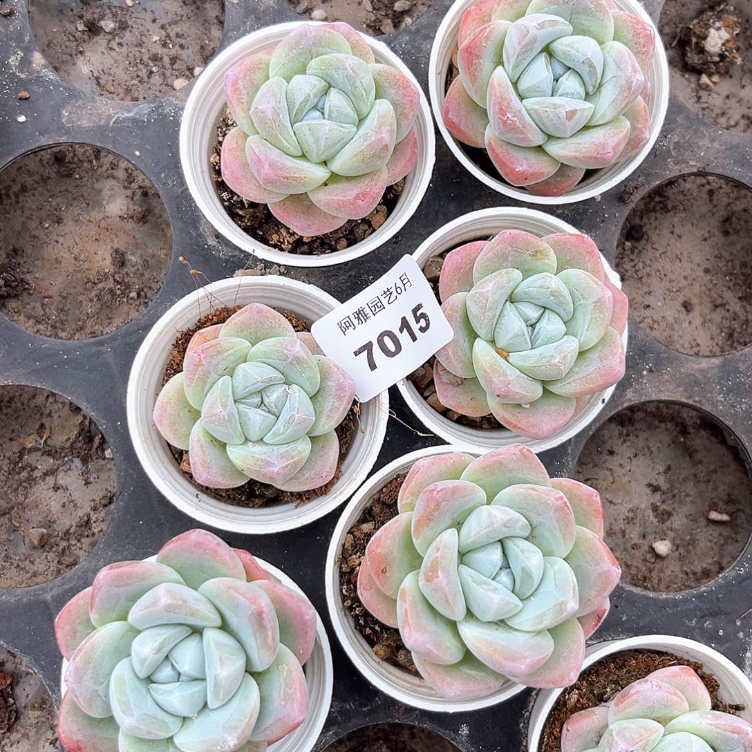 阿雅园艺。      7015冰玉6颗小杯