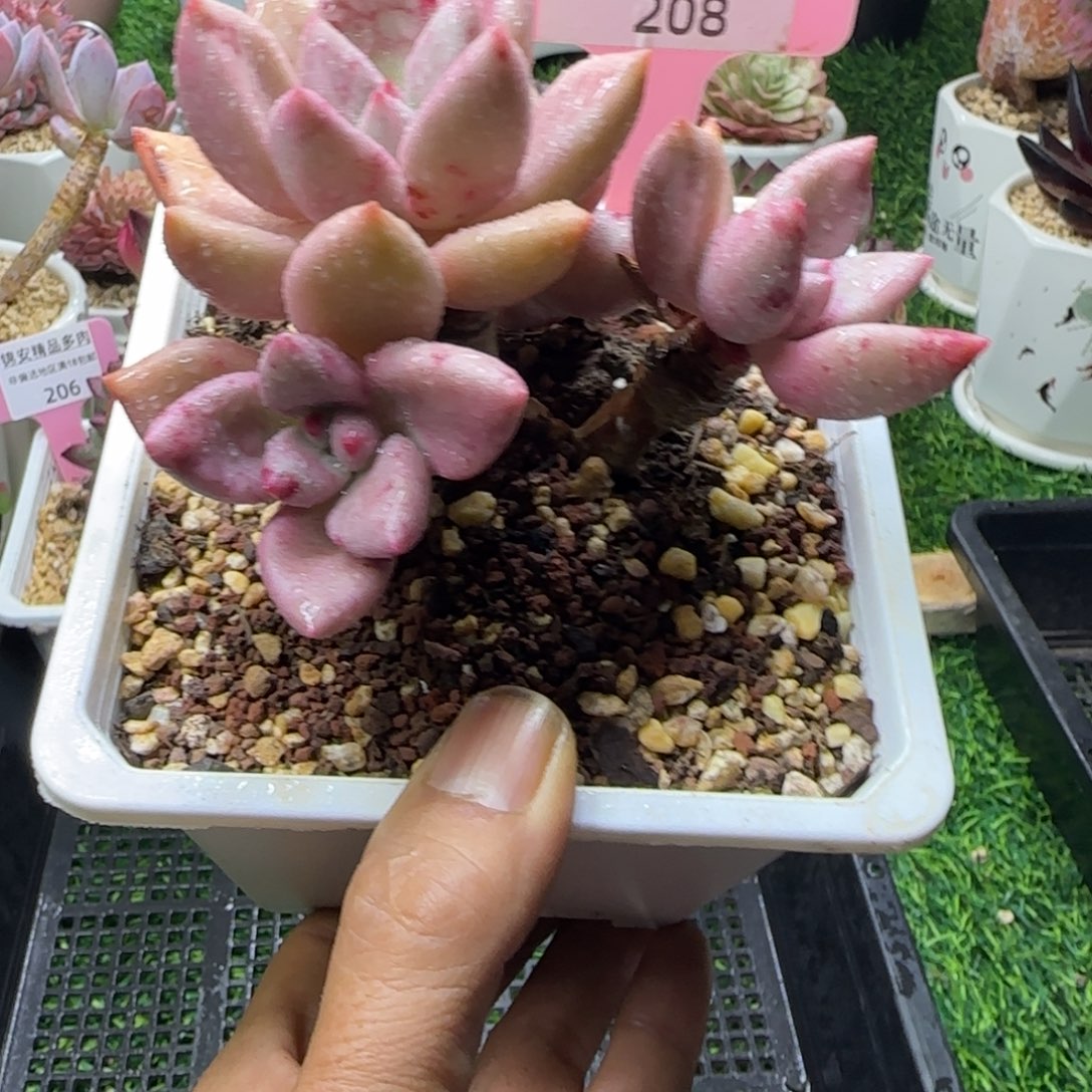 锦安精品多肉编号28