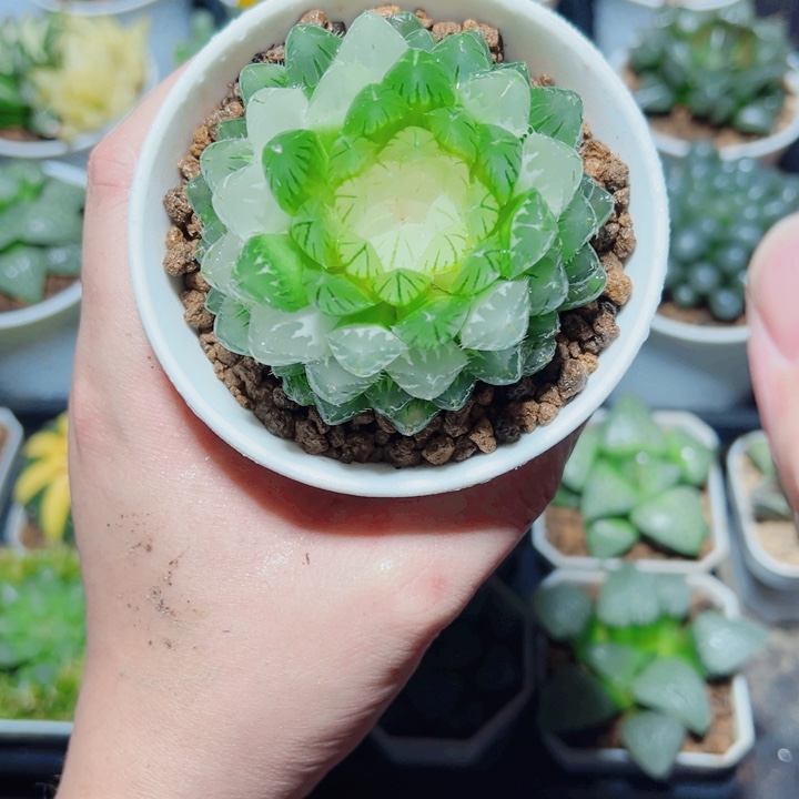翠云玉露锦多肉植物